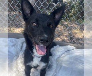 Border Collie Dogs for adoption in San Pablo, CA, USA