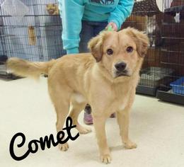 Golden Retriever Dogs for adoption in Kendallville, IN, USA