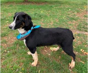 Border-Aussie Dogs for adoption in Temple, GA, USA