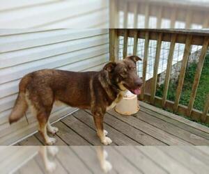 German Shepherd Dog-Huskies  Mix Dogs for adoption in White Bluff, TN, USA