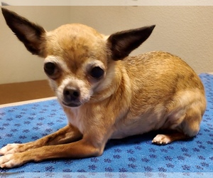 Chihuahua Dogs for adoption in REDDING, CA, USA