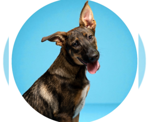 German Shepherd Dog Dogs for adoption in Rowlett, TX, USA