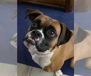 Boxer Dogs for adoption in bloomington, IL, USA