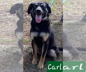 Mutt Dogs for adoption in Melrose, FL, USA