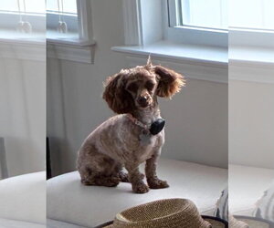Poodle (Miniature) Dogs for adoption in Holly Springs, NC, USA