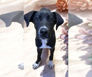 Borador Dogs for adoption in Rockaway, NJ, USA