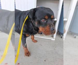 Rottweiler Dogs for adoption in Bakersfield, CA, USA