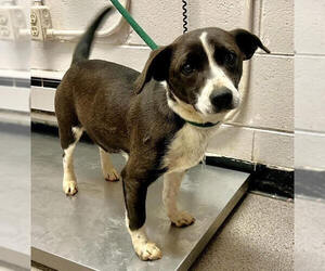 Mutt Dogs for adoption in Elmsford, NY, USA