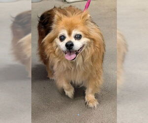 Pomeranian Dogs for adoption in Forestville, MD, USA