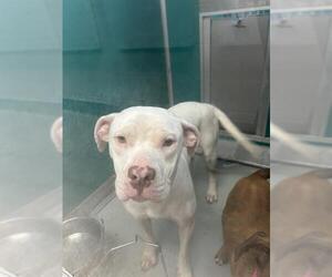 American Pit Bull Terrier Dogs for adoption in Oklahoma City, OK, USA