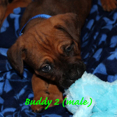 Boxweiler Dogs for adoption in Alameda, CA, USA