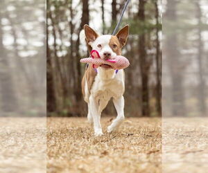 Mutt Dogs for adoption in Garner, NC, USA
