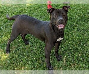 American Pit Bull Terrier-Labrador Retriever Mix Dogs for adoption in San Clemente, CA, USA