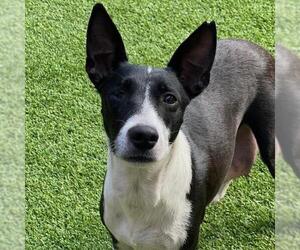 Border Collie-Unknown Mix Dogs for adoption in San Diego, CA, USA