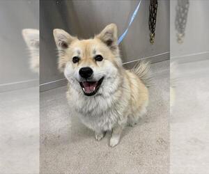 Chow Chow-Unknown Mix Dogs for adoption in Fairbanks, AK, USA
