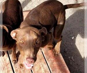 Vizsla Dogs for adoption in Frisco, CO, USA