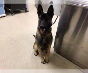 German Shepherd Dog-Unknown Mix Dogs for adoption in Riverside, CA, USA
