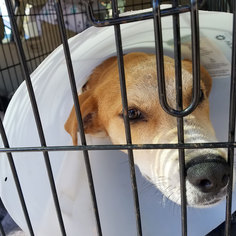 Mutt Dogs for adoption in Zephyrhills, FL, USA