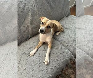 Beagle-Unknown Mix Dogs for adoption in Greenville, SC, USA