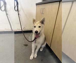 Siberian Husky-Unknown Mix Dogs for adoption in Camarillo, CA, USA