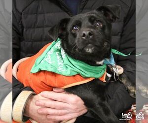 Doxle Dogs for adoption in Washington, DC, USA