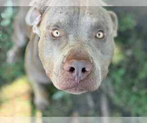Mutt Dogs for adoption in Tulsa, OK, USA