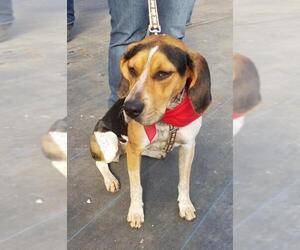 Beagle-Coonhound Mix Dogs for adoption in Pawtucket, RI, USA