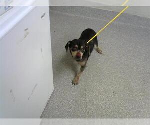 Dachshund-Unknown Mix Dogs for adoption in Pasadena, TX, USA