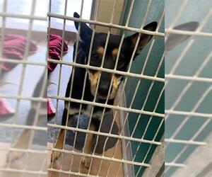 German Shepherd Dog-Unknown Mix Dogs for adoption in Texas City, TX, USA