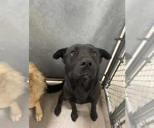 Labrador Retriever-Unknown Mix Dogs for adoption in HESPERIA, CA, USA