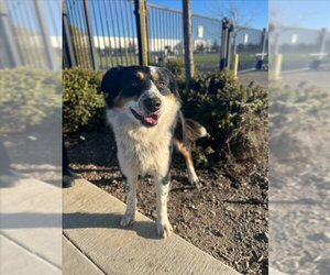 Border-Aussie Dogs for adoption in Tracy, CA, USA