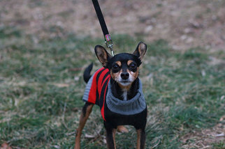 Miniature Pinscher Dogs for adoption in Batavia, NY, USA