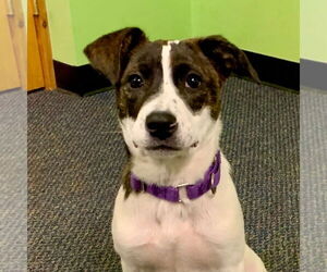 Mutt Dogs for adoption in Canton, CT, USA