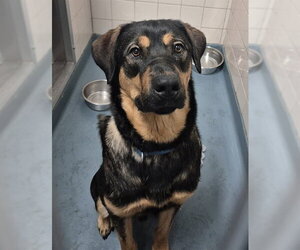 Shepweiller Dogs for adoption in London, Ontario, Canada