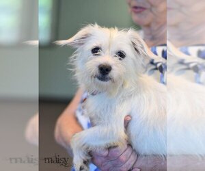 Cairn Terrier-Unknown Mix Dogs for adoption in Montgomery, TX, USA