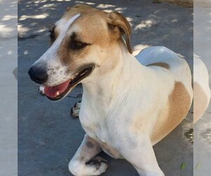 Mutt Dogs for adoption in Carrollton, TX, USA