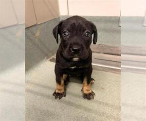 Labrador Retriever-Unknown Mix Dogs for adoption in Baytown, TX, USA