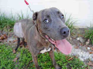 Medium Photo #1 Mutt Puppy For Sale in Ocala, FL, USA