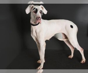 Great Dane Dogs for adoption in San Andreas, CA, USA