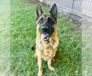German Shepherd Dog Dogs for adoption in Riverside, CA, USA