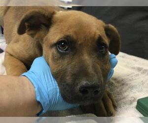 Mastiff-Unknown Mix Dogs for adoption in Riverside, CA, USA