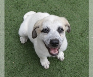 Great Pyrenees Dogs for adoption in Camp Hill, PA, USA