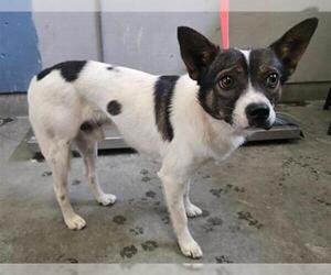 Rat Terrier Dogs for adoption in Camarillo, CA, USA