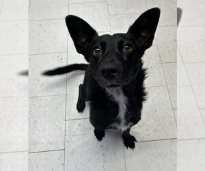 Border Collie Dogs for adoption in Stockton, CA, USA