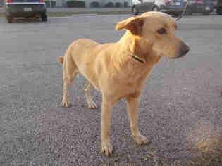Golden Retriever Dogs for adoption in Rosenberg, TX, USA