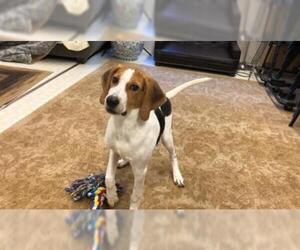 Treeing Walker Coonhound Dogs for adoption in Charlotte, NC, USA