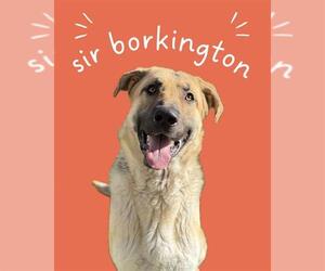 German Shepherd Dog Dogs for adoption in West Valley, UT, USA