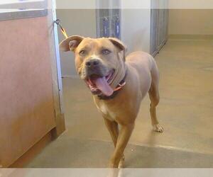 Mastiff Dogs for adoption in Sacramento, CA, USA