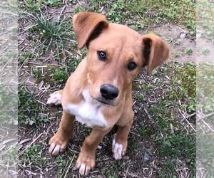 Labrador Retriever-Unknown Mix Dogs for adoption in Yardley, PA, USA