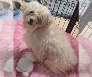 Maltipoo (Miniature) Dogs for adoption in Caldwell, NJ, USA